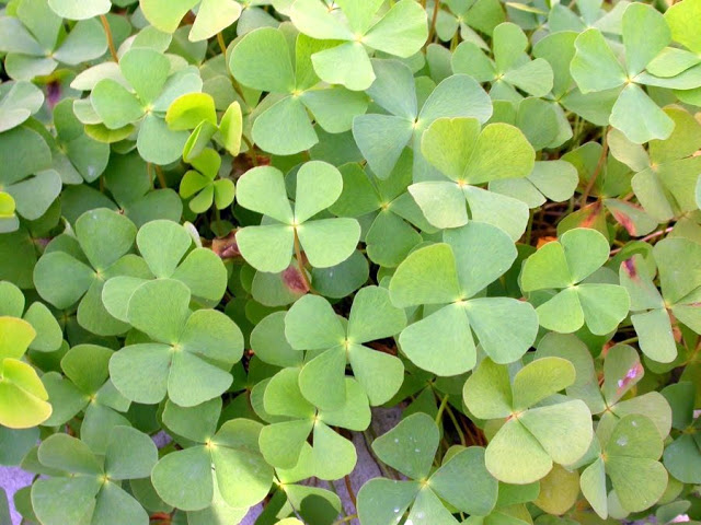 Cây Cỏ bợ. Marsilea quadrifolia L. - Cây Thuốc Nam Quanh Ta